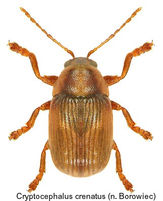 cryptocephalus crenatus.jpg